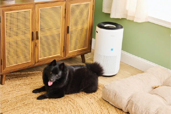 pet dander