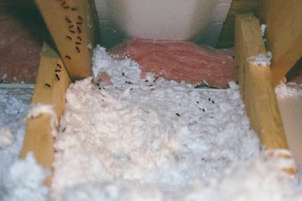 Pest inestation
